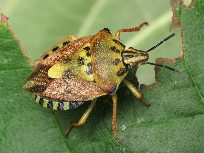 Carpocoris pudicus (Poda, 1761)